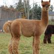 Andes Acres Ezra