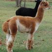 Starbuck's King Tut/purchase price: $1200