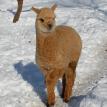 Andes Acres Angel De Amor   Sales Price: $4800  