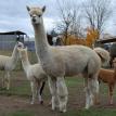 Andes Acres Sandpiper / $6000