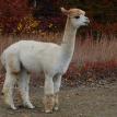 Andes Acres Ray of Sun/$4000