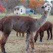 Andes Acres Liberty Rose / $6500