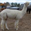 Andes Acres Chloe/Purchase Price $4000