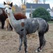Andes Acres Dark and Stormy / $4000   
