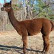 Andes Acres Lovely Lola / $4000.00