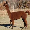 Andes Acres Bella Marrone / $2500   (SOLD)